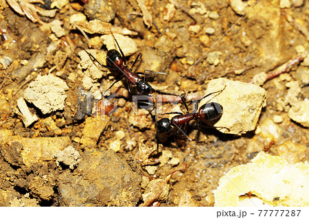 ムネアカオオアリ 77777287