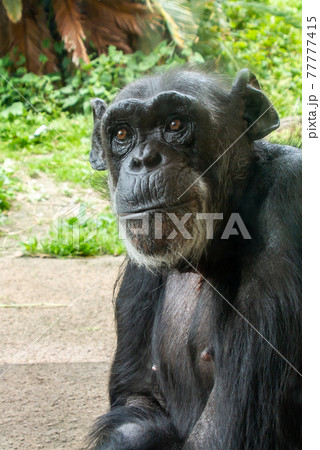 チンパンジーのほほえみアップ 77777415