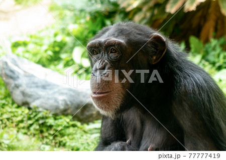 チンパンジーのアップ画像 チンパンジーのアップ画像 77777419