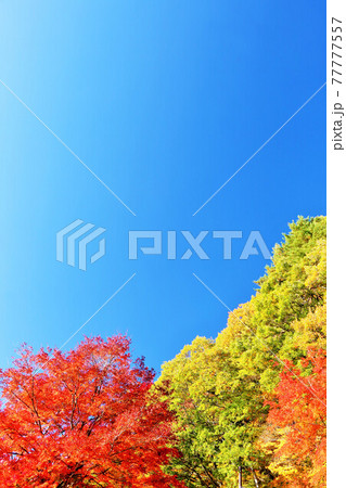 秋の青空と紅葉 77777557