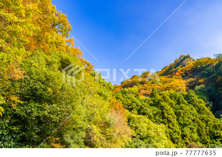 【香川県 小豆島】紅葉した秋の寒霞渓 自然風景 【香川県 小豆島】紅葉した秋の寒霞渓 自然風景 77777635