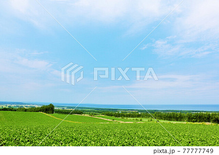 北海道　爽やかな青空とオホーツク海　長閑な田舎風景 77777749