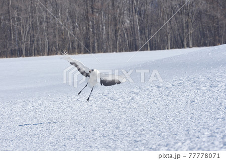 サンクチュアリに飛来するタンチョウ(北海道・鶴居) サンクチュアリに飛来するタンチョウ(北海道・鶴居) 77778071