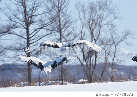 タンチョウの飛び立ち（北海道・鶴居） 77778072