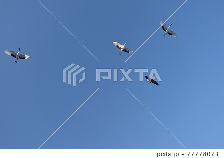 クロヅルとタンチョウの飛翔姿(北海道) クロヅルとタンチョウの飛翔姿(北海道) 77778073