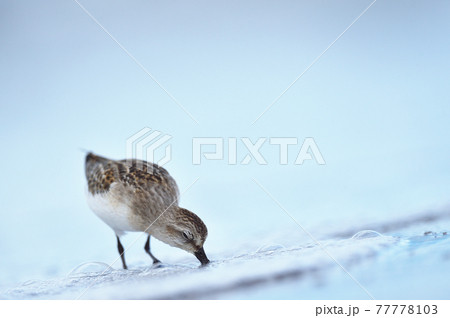 水辺を歩くトウネン（北海道） 77778103