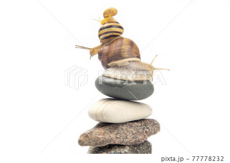 Helix pomatia. Snails on top of each other balance on top of a stone pyramid 77778232