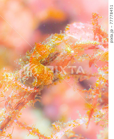 東京都伊豆大島で見られるジャパニーズピグミーシーホース 東京都伊豆大島で見られるジャパニーズピグミーシーホース 77778451