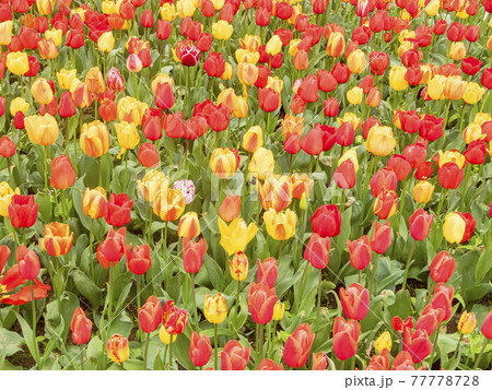 beautiful tulips close-up. holiday parade of tulips. tulips in the garden beautiful tulips close-up. holiday parade of tulips. tulips in the garden 77778728