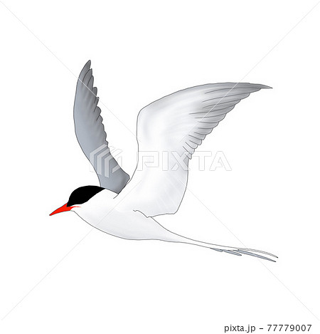 キョクアジサシ キョクアジサシ 77779007