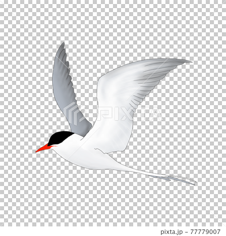 キョクアジサシ キョクアジサシ 77779007