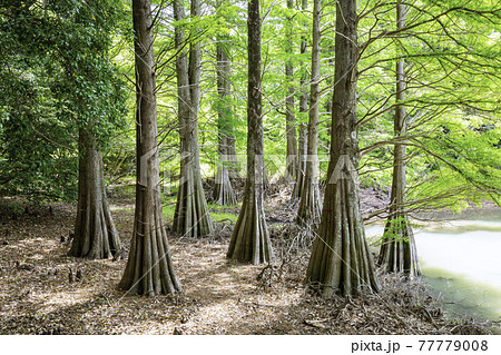 幻想的な落羽松の森(福岡県糟屋郡篠栗町 篠栗九大の森) 幻想的な落羽松の森(福岡県糟屋郡篠栗町 篠栗九大の森) 77779008