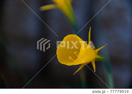 ナルキッスス・バルボコディウム(スイセン)の花 埼玉県/4月 ナルキッスス・バルボコディウム(スイセン)の花 埼玉県/4月 77779019
