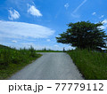 青空の下の木と自転車 77779112