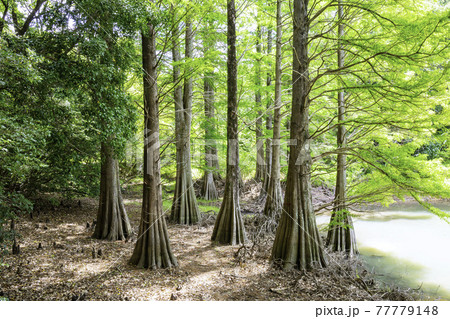 幻想的な落羽松の森（福岡県糟屋郡篠栗町 篠栗九大の森） 77779148