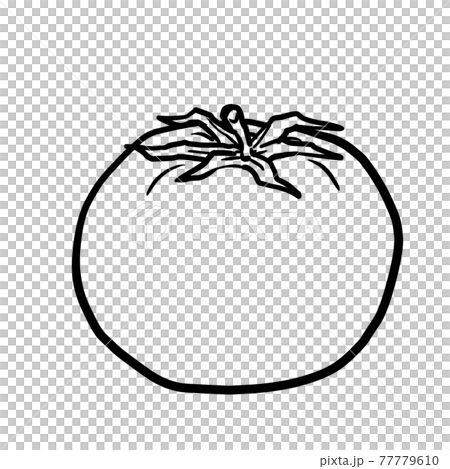 Realistic tomato line drawing 77779610