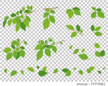 Green leaves Green leaves 77779961