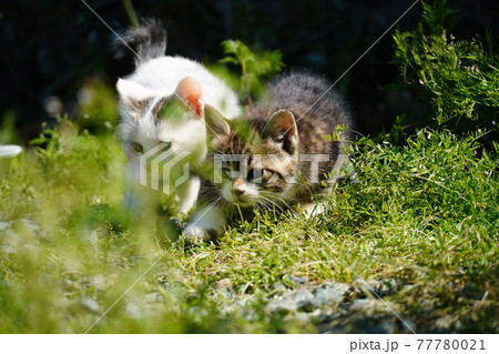 春うららかな日 野良猫兄弟子猫巣穴の周りを探検中 春うららかな日 野良猫兄弟子猫巣穴の周りを探検中 77780021