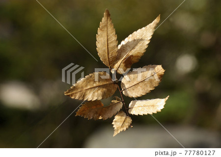 クヌギ（橡）の枯れ葉が宙に舞う 77780127