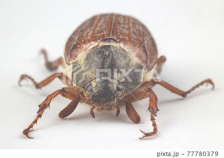 closeup insect cockchafer on a white background. Insects and Zoology 77780379