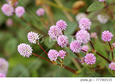 ヒメツルソバ（姫蔓蕎麦）のピンクの小花が金平糖のようで可愛い 77780535