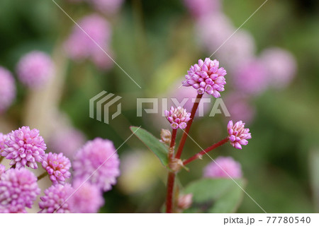 ヒメツルソバ（姫蔓蕎麦）のピンクの小花が金平糖のようで可愛い 77780540