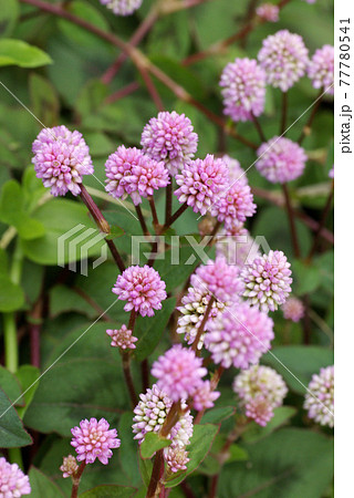 ヒメツルソバ（姫蔓蕎麦）のピンクの小花が金平糖のようで可愛い 77780541