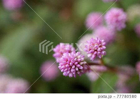 ヒメツルソバ（姫蔓蕎麦）のピンクの小花が金平糖のようで可愛い 77780580