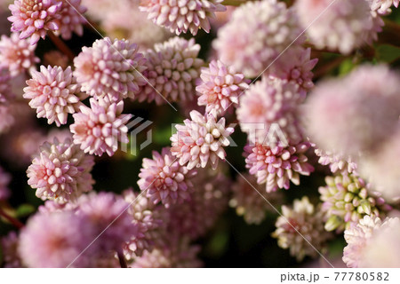 ヒメツルソバ（姫蔓蕎麦）のピンクの小花が金平糖のようで可愛い 77780582