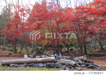 愛媛県滑床渓谷 滑床自然休養林の紅葉とキャンプ跡 愛媛県滑床渓谷 滑床自然休養林の紅葉とキャンプ跡 77780607