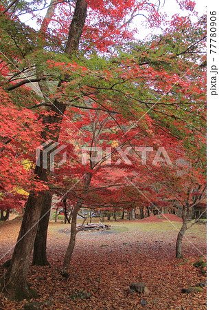 愛媛県滑床渓谷　滑床自然休養林の紅葉 77780906