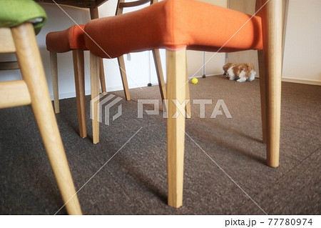 おうち時間が増えペット需要が拡大 77780974