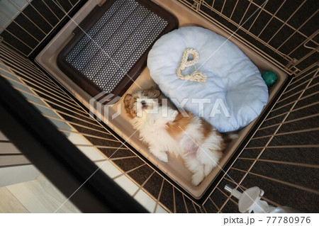 ゲージのなかで寝転がる3ヶ月の子犬 77780976