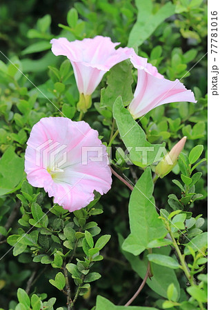 ピンク色の昼顔（ヒルガオ）の花 77781016