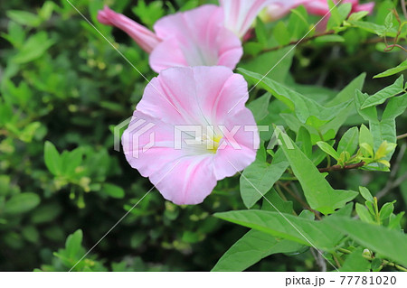 ピンク色の昼顔 ヒルガオ の花の写真素材