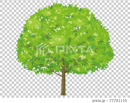 一本の木 黄緑色の葉のイラスト素材 [77781110] - PIXTA
