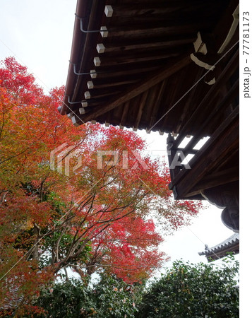 京都の紅葉を巡る 源光庵 京都の紅葉を巡る 源光庵 77781173