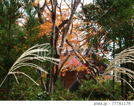 京都の紅葉を巡る 源光庵 京都の紅葉を巡る 源光庵 77781176