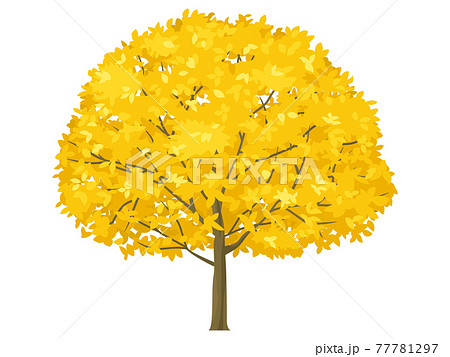 一本の木 紅葉 黄色の葉のイラスト素材