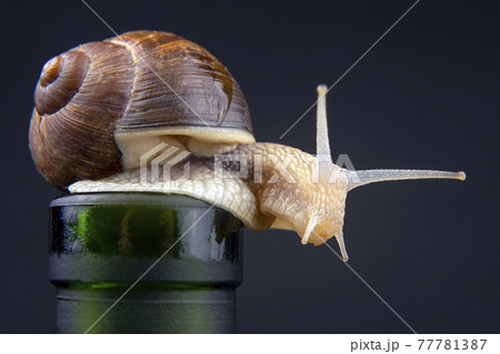 grape snail on a bottle on a dark background. grape snail on a bottle on a dark background. 77781387