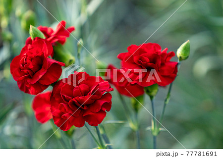 カーネーション 赤系 カーネーション 赤系 77781691