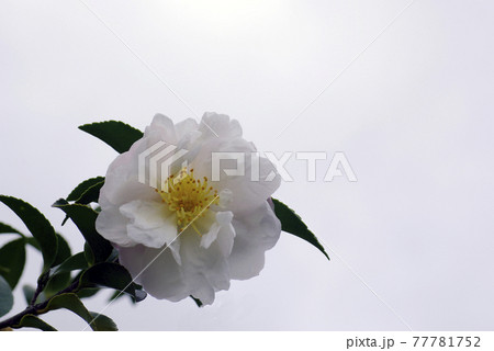 薄ピンクのサザンカ 山茶花 の花が優しい色合いの写真素材