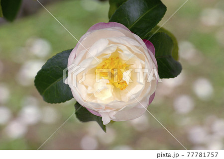 薄ピンクのサザンカ(山茶花)の花が優しい色合い 薄ピンクのサザンカ(山茶花)の花が優しい色合い 77781757