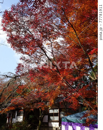 京都の紅葉をめぐる 常照寺 京都の紅葉をめぐる 常照寺 77781911
