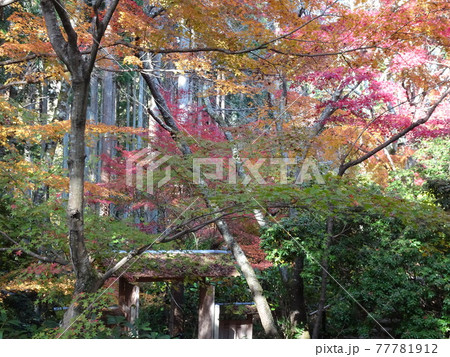 京都の紅葉をめぐる 常照寺 京都の紅葉をめぐる 常照寺 77781912