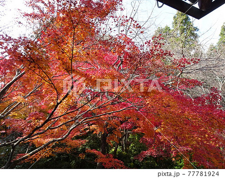 京都の紅葉をめぐる　常照寺　 77781924