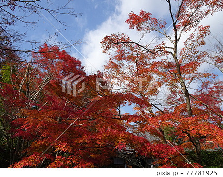 京都の紅葉をめぐる 常照寺 京都の紅葉をめぐる 常照寺 77781925