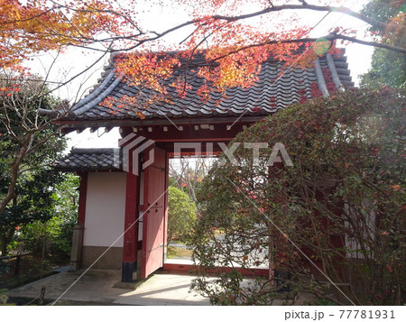 京都の紅葉をめぐる 常照寺 京都の紅葉をめぐる 常照寺 77781931