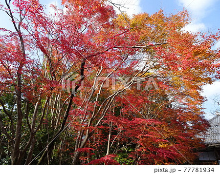 京都の紅葉をめぐる 常照寺 京都の紅葉をめぐる 常照寺 77781934