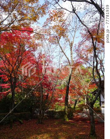 京都の紅葉をめぐる 常照寺 京都の紅葉をめぐる 常照寺 77781939